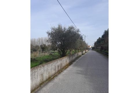 Tomt i Carregal do Sal, Viseu, Carregal do Sal - € 40 000 | Ref: SALI0162 - foto 2