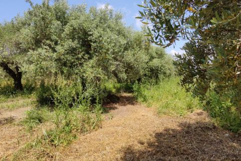 Tomt i Eboli, Salerno, Eboli - € 99 000 | Ref: 508 - foto 3