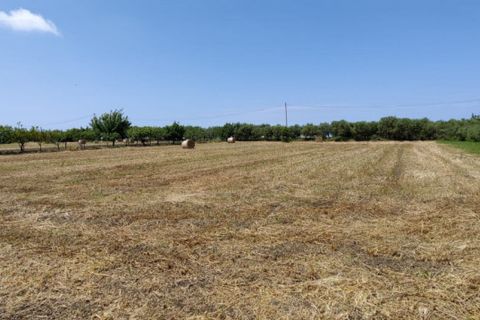 Tomt i Eboli, Salerno, Eboli - € 99 000 | Ref: 508 - foto 8