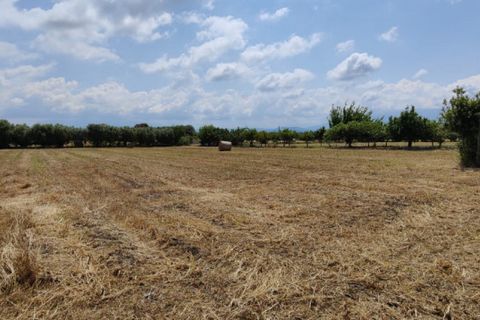 Tomt i Eboli, Salerno, Eboli - € 99 000 | Ref: 508 - foto 10