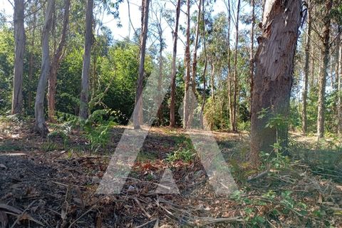 Farm i Guilhufe e urro, Porto, Guilhufe e urro - € 192.000 | Ref: 1360028/24 PN - foto 27