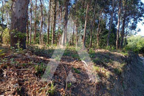 Farm i Guilhufe e urro, Porto, Guilhufe e urro - € 192.000 | Ref: 1360028/24 PN - foto 28