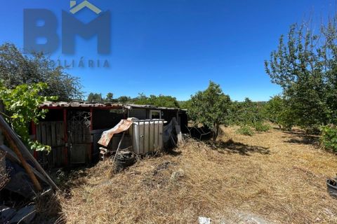 Helårsgrund i Castelo Branco, Castelo Branco, Castelo Branco - € 41.500 | Ref: 4679 - foto 15