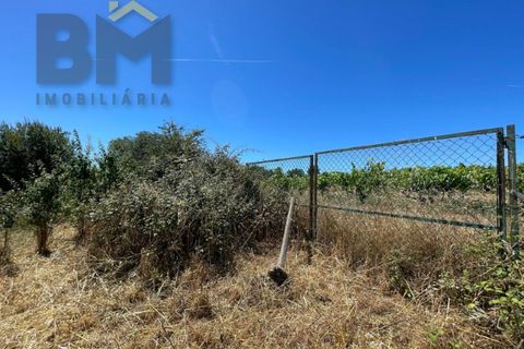 Helårsgrund i Castelo Branco, Castelo Branco, Castelo Branco - € 41.500 | Ref: 4679 - foto 22