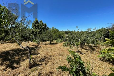 Helårsgrund i Castelo Branco, Castelo Branco, Castelo Branco - € 41.500 | Ref: 4679 - foto 34