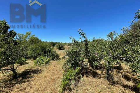Helårsgrund i Castelo Branco, Castelo Branco, Castelo Branco - € 41.500 | Ref: 4679 - foto 35