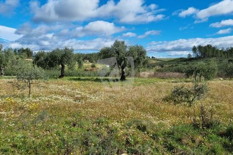Helårsgrund i Castelo Branco, Castelo Branco, Castelo Branco - € 27.000 | Ref: H672 - foto 15