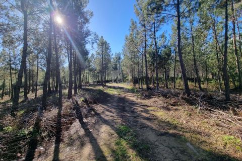 Helårsgrund i Castelo Branco, Castelo Branco, Castelo Branco - € 29.000 | Ref: H646 - foto 14