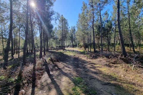 Helårsgrund i Castelo Branco, Castelo Branco, Castelo Branco - € 29.000 | Ref: H646 - foto 15