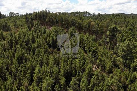 Helårsgrund i Castelo Branco, Castelo Branco, Castelo Branco - € 5.500 | Ref: H635 - foto 2