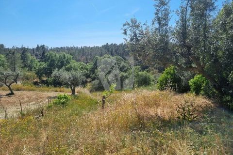 Helårsgrund i Castelo Branco, Castelo Branco, Castelo Branco - € 5.000 | Ref: H621 - foto 1