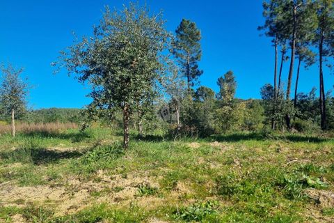 Helårsgrund i Castelo Branco, Castelo Branco, Castelo Branco - € 23.700 | Ref: H651 - foto 11