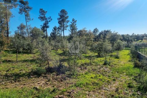 Helårsgrund i Castelo Branco, Castelo Branco, Castelo Branco - € 23.700 | Ref: H651 - foto 12