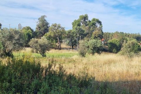 Helårsgrund i Castelo Branco, Castelo Branco, Castelo Branco - € 54.000 | Ref: H606 - foto 15