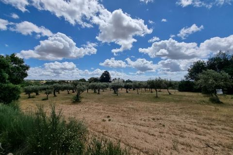 Helårsgrund i Castelo Branco, Castelo Branco, Castelo Branco - € 35.000 | Ref: H581 - foto 4