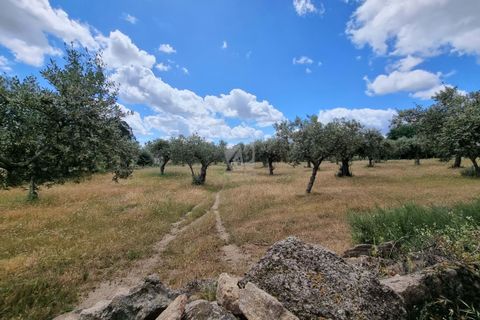 Helårsgrund i Castelo Branco, Castelo Branco, Castelo Branco - € 35.000 | Ref: H581 - foto 7