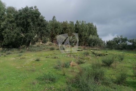 Helårsgrund i Castelo Branco, Castelo Branco, Castelo Branco - € 35.000 | Ref: H581 - foto 11