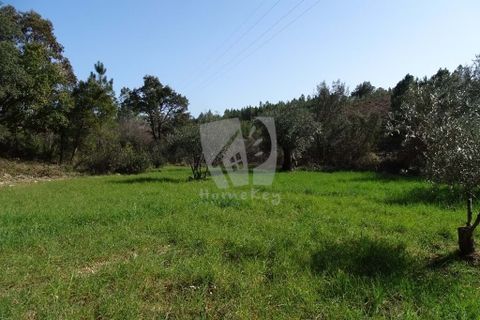 Helårsgrund i Castelo Branco, Castelo Branco, Castelo Branco - € 13.000 | Ref: H489 - foto 1