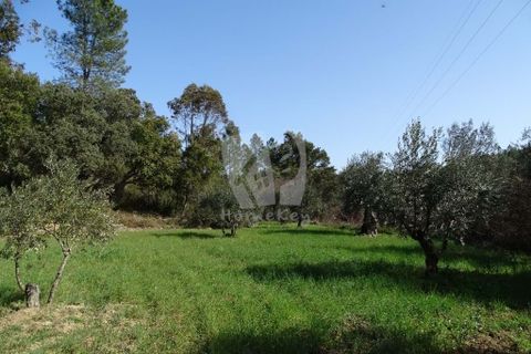Helårsgrund i Castelo Branco, Castelo Branco, Castelo Branco - € 13.000 | Ref: H489 - foto 4