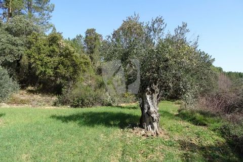 Helårsgrund i Castelo Branco, Castelo Branco, Castelo Branco - € 13.000 | Ref: H489 - foto 6