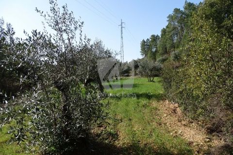 Helårsgrund i Castelo Branco, Castelo Branco, Castelo Branco - € 13.000 | Ref: H489 - foto 7