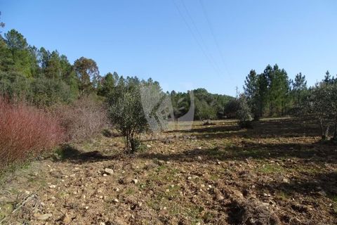 Helårsgrund i Castelo Branco, Castelo Branco, Castelo Branco - € 13.000 | Ref: H489 - foto 9
