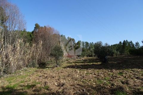 Helårsgrund i Castelo Branco, Castelo Branco, Castelo Branco - € 13.000 | Ref: H489 - foto 13