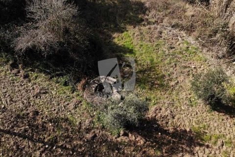 Helårsgrund i Castelo Branco, Castelo Branco, Castelo Branco - € 13.000 | Ref: H489 - foto 15