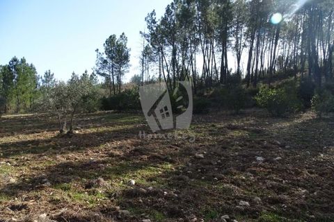 Helårsgrund i Castelo Branco, Castelo Branco, Castelo Branco - € 13.000 | Ref: H489 - foto 23