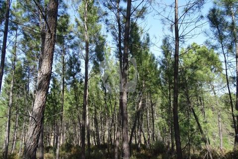 Helårsgrund i Castelo Branco, Castelo Branco, Castelo Branco - € 13.000 | Ref: H489 - foto 28