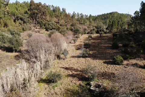 Helårsgrund i Castelo Branco, Castelo Branco, Castelo Branco - € 13.000 | Ref: H489 - foto 32