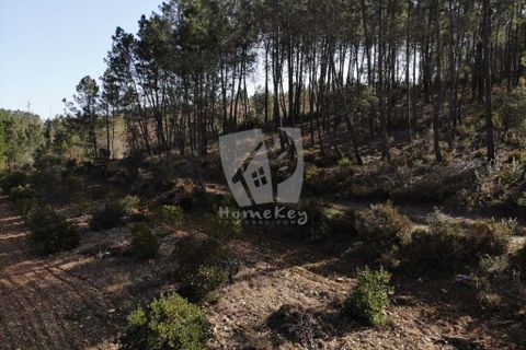 Helårsgrund i Castelo Branco, Castelo Branco, Castelo Branco - € 13.000 | Ref: H489 - foto 38