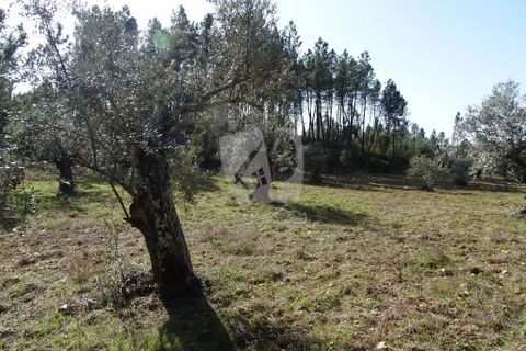 Helårsgrund i Castelo Branco, Castelo Branco, Castelo Branco - € 13.000 | Ref: H489 - foto 39