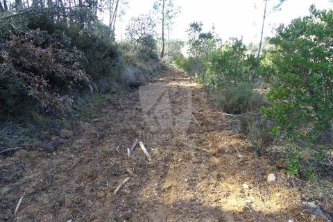 Helårsgrund i Castelo Branco, Castelo Branco, Castelo Branco - € 13.000 | Ref: H489 - foto 40