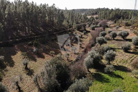 Helårsgrund i Castelo Branco, Castelo Branco, Castelo Branco - € 13.000 | Ref: H489 - foto 43