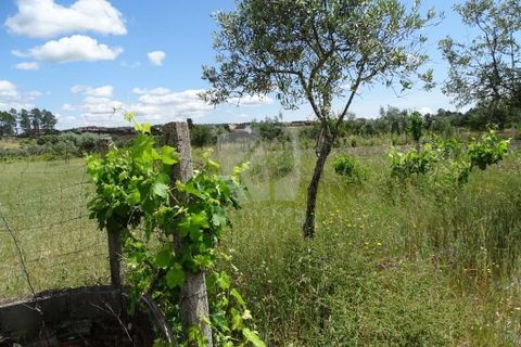 Helårsgrund i Castelo Branco, Castelo Branco, Castelo Branco - € 22.000 | Ref: H508 - foto 2