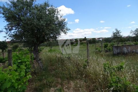 Helårsgrund i Castelo Branco, Castelo Branco, Castelo Branco - € 22.000 | Ref: H508 - foto 9