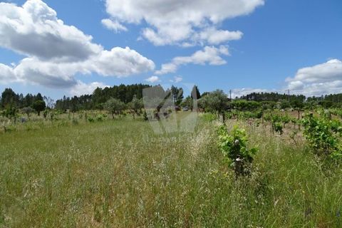 Helårsgrund i Castelo Branco, Castelo Branco, Castelo Branco - € 22.000 | Ref: H508 - foto 10