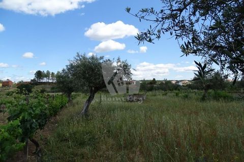 Helårsgrund i Castelo Branco, Castelo Branco, Castelo Branco - € 22.000 | Ref: H508 - foto 11