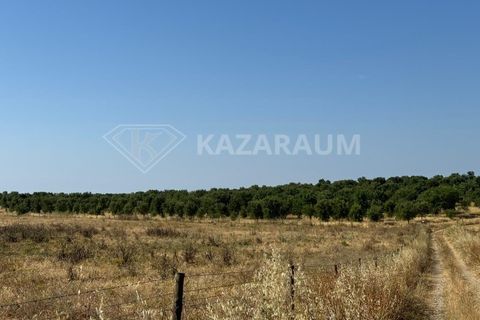 Herregård i Ourique, Beja, Ourique - € 1 200 000 | Ref: K-263 - foto 9