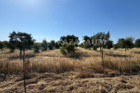 Herregård i Ourique, Beja, Ourique - € 1 200 000 | Ref: K-263 - foto 16