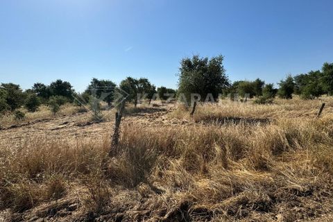 Herregård i Ourique, Beja, Ourique - € 1 200 000 | Ref: K-263 - foto 17
