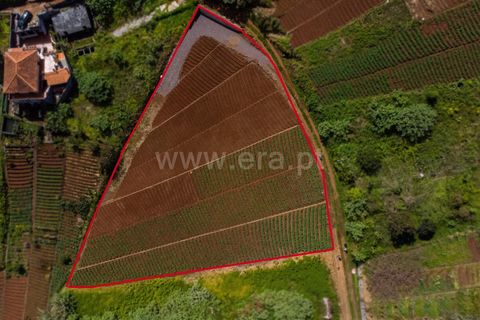 Terra a Santana, Madeira, Santana - € 59.000 | Ref: 081230178 - foto 4