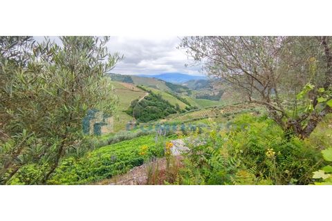 Farm i Vila Real, Vila Real, Vila Real - € 230.000 | Ref: Qta018 - foto 1