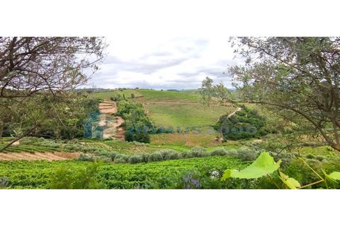 Farm i Vila Real, Vila Real, Vila Real - € 230.000 | Ref: Qta018 - foto 2