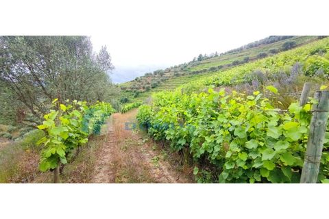 Farm i Vila Real, Vila Real, Vila Real - € 230.000 | Ref: Qta018 - foto 6