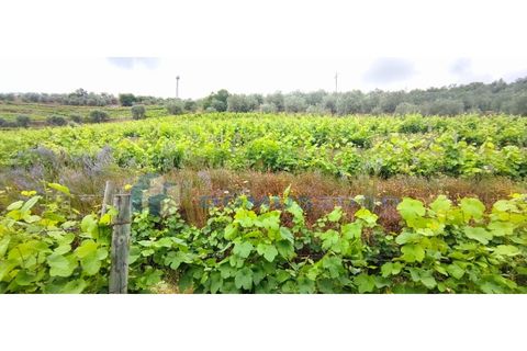 Farm i Vila Real, Vila Real, Vila Real - € 230.000 | Ref: Qta018 - foto 7