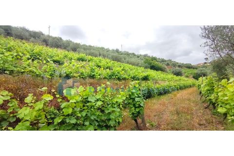Farm i Vila Real, Vila Real, Vila Real - € 230.000 | Ref: Qta018 - foto 8