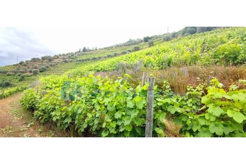 Farm i Vila Real, Vila Real, Vila Real - € 230.000 | Ref: Qta018 - foto 9