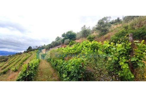 Farm i Vila Real, Vila Real, Vila Real - € 230.000 | Ref: Qta018 - foto 10